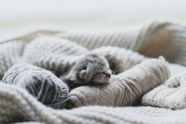 Küçük, tüylü bir kedi yavrusu yumuşak ipliklerin arasında huzur içinde uyuyor. Sıcak ortam sıcak battaniyeler içeriyor, dinlenmek için mükemmel sakin bir atmosfer yaratıyor..