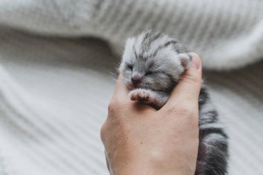 A small, fluffy kitten rests quietly in the hands of a person, showcasing its gray and black fur. The scene is warm and inviting, capturing a moment of tenderness.