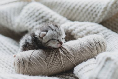 Küçük, tüylü bir kedi yavrusu yumuşak ipliklerin arasında huzur içinde uyuyor. Sıcak ortam sıcak battaniyeler içeriyor, dinlenmek için mükemmel sakin bir atmosfer yaratıyor..