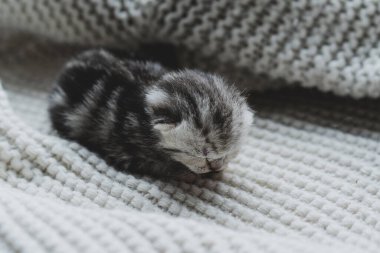 Küçük, tüylü bir kedi yavrusu yumuşak ipliklerin arasında huzur içinde uyuyor. Sıcak ortam sıcak battaniyeler içeriyor, dinlenmek için mükemmel sakin bir atmosfer yaratıyor..