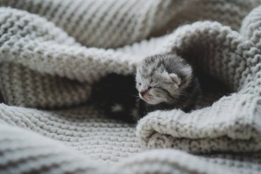 Küçük, tüylü bir kedi yavrusu yumuşak ipliklerin arasında huzur içinde uyuyor. Sıcak ortam sıcak battaniyeler içeriyor, dinlenmek için mükemmel sakin bir atmosfer yaratıyor..