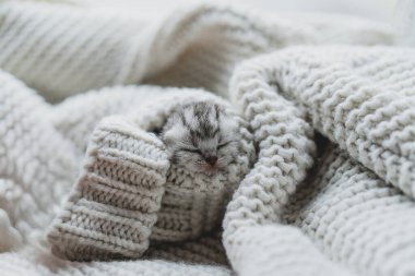 Küçük, tüylü bir kedi yavrusu yumuşak ipliklerin arasında huzur içinde uyuyor. Sıcak ortam sıcak battaniyeler içeriyor, dinlenmek için mükemmel sakin bir atmosfer yaratıyor..