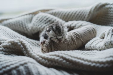 Küçük, tüylü bir kedi yavrusu yumuşak ipliklerin arasında huzur içinde uyuyor. Sıcak ortam sıcak battaniyeler içeriyor, dinlenmek için mükemmel sakin bir atmosfer yaratıyor..