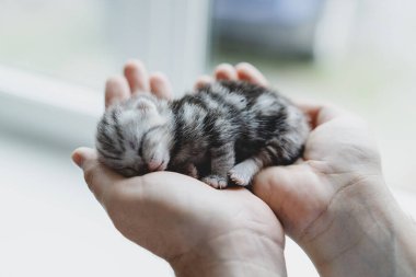 A small, fluffy kitten rests quietly in the hands of a person, showcasing its gray and black fur. The scene is warm and inviting, capturing a moment of tenderness.