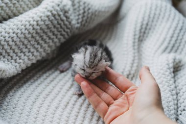A small, fluffy kitten rests quietly in the hands of a person, showcasing its gray and black fur. The scene is warm and inviting, capturing a moment of tenderness.