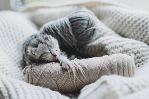 Küçük, tüylü bir kedi yavrusu yumuşak ipliklerin arasında huzur içinde uyuyor. Sıcak ortam sıcak battaniyeler içeriyor, dinlenmek için mükemmel sakin bir atmosfer yaratıyor..