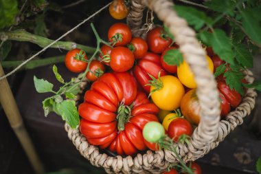 Canlı kırmızı domatesler bir bahçe yatağında dinlenen el dokuma sepetini doldurur. Sahne, yazın sonlarında yemyeşil bir bahçede sebze toplamanın neşesini yakalıyor..