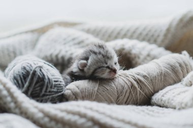 Küçük, tüylü bir kedi yavrusu yumuşak ipliklerin arasında huzur içinde uyuyor. Sıcak ortam sıcak battaniyeler içeriyor, dinlenmek için mükemmel sakin bir atmosfer yaratıyor..