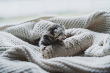 Küçük, tüylü bir kedi yavrusu yumuşak ipliklerin arasında huzur içinde uyuyor. Sıcak ortam sıcak battaniyeler içeriyor, dinlenmek için mükemmel sakin bir atmosfer yaratıyor..