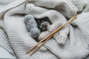 Küçük, tüylü bir kedi yavrusu yumuşak ipliklerin arasında huzur içinde uyuyor. Sıcak ortam sıcak battaniyeler içeriyor, dinlenmek için mükemmel sakin bir atmosfer yaratıyor..