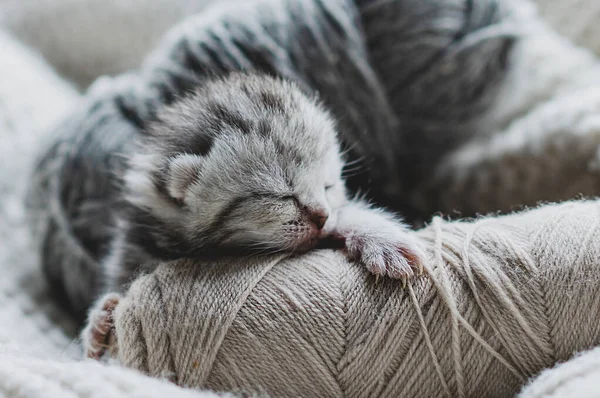 Küçük, tüylü bir kedi yavrusu yumuşak ipliklerin arasında huzur içinde uyuyor. Sıcak ortam sıcak battaniyeler içeriyor, dinlenmek için mükemmel sakin bir atmosfer yaratıyor..