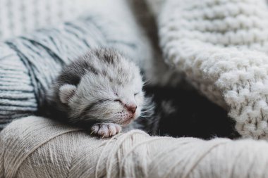 Küçük, tüylü bir kedi yavrusu yumuşak ipliklerin arasında huzur içinde uyuyor. Sıcak ortam sıcak battaniyeler içeriyor, dinlenmek için mükemmel sakin bir atmosfer yaratıyor..