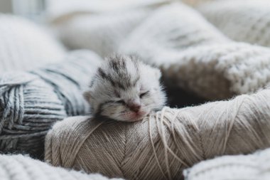 Küçük, tüylü bir kedi yavrusu yumuşak ipliklerin arasında huzur içinde uyuyor. Sıcak ortam sıcak battaniyeler içeriyor, dinlenmek için mükemmel sakin bir atmosfer yaratıyor..