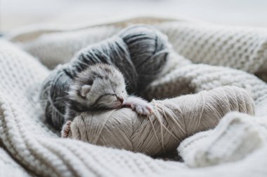Küçük, tüylü bir kedi yavrusu yumuşak ipliklerin arasında huzur içinde uyuyor. Sıcak ortam sıcak battaniyeler içeriyor, dinlenmek için mükemmel sakin bir atmosfer yaratıyor..