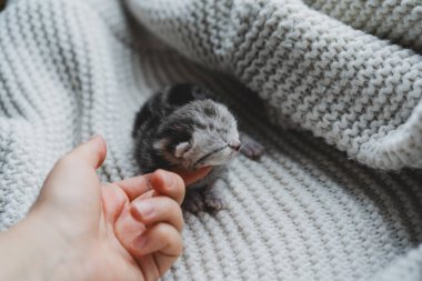 A small, fluffy kitten rests quietly in the hands of a person, showcasing its gray and black fur. The scene is warm and inviting, capturing a moment of tenderness.