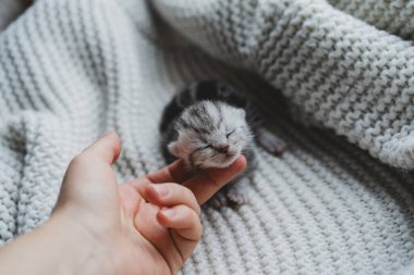 A small, fluffy kitten rests quietly in the hands of a person, showcasing its gray and black fur. The scene is warm and inviting, capturing a moment of tenderness.