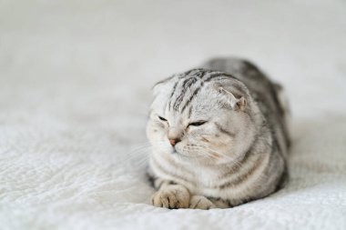 Eşsiz katlanmış kulakları ve gri ve beyaz önlüklü bir İskoç kedisi yumuşak beyaz bir battaniyenin üzerinde rahatça yatar. Rahatlamış ve meraklı görünüyor. İçeride huzurlu bir öğleden sonranın tadını çıkarıyor..