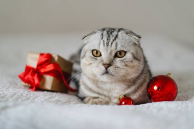 Kabarık gözlü bir kedi sarılı bir hediye ve parlak kırmızı süslemelerle çevrili beyaz bir battaniyede rahatlar ve rahat bir tatil sahnesi yaratır..