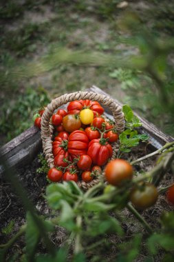 Canlı kırmızı domatesler bir bahçe yatağında dinlenen el dokuma sepetini doldurur. Sahne, yazın sonlarında yemyeşil bir bahçede sebze toplamanın neşesini yakalıyor..