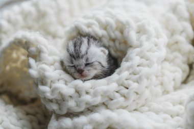 Küçük, tüylü bir kedi yavrusu yumuşak ipliklerin arasında huzur içinde uyuyor. Sıcak ortam sıcak battaniyeler içeriyor, dinlenmek için mükemmel sakin bir atmosfer yaratıyor..