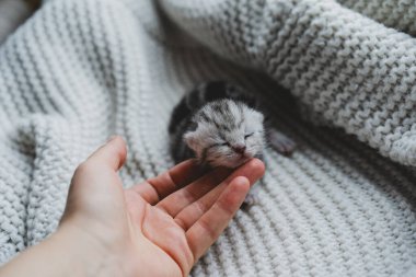 A small, fluffy kitten rests quietly in the hands of a person, showcasing its gray and black fur. The scene is warm and inviting, capturing a moment of tenderness.
