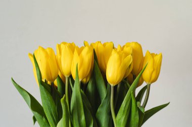 Sarı kurdeleli bir buket sarı lale, ahşap bir arka planda yatıyor. Baharın sembolü. 8 Mart, Anneler Günü, Paskalya veya bahar promosyonları için bayram kartları, selamlar, tasarım için ideal.