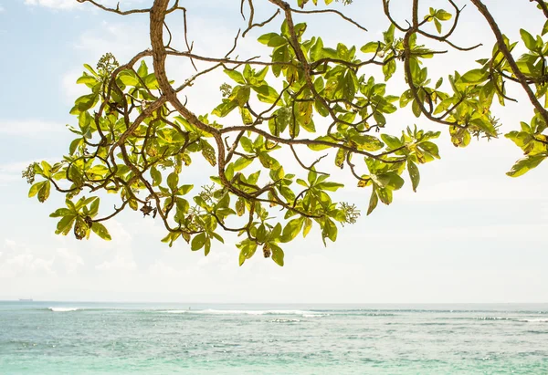 Ağaç dalları içinde belgili tanımlık geçmiş okyanus kat manzaralı yaprak — Stok fotoğraf