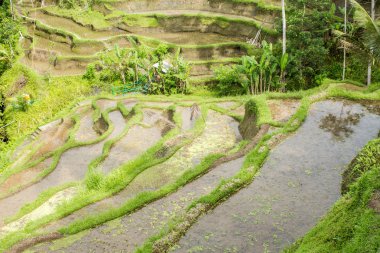 Pirinç alanları, Ubud, Bali