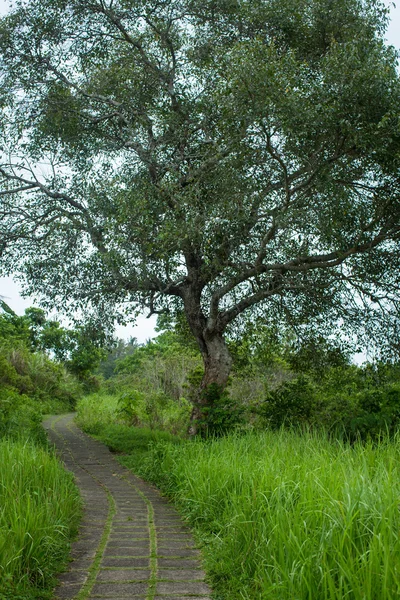 Δάσος μονοπάτι στο Μπαλί, το Ubud — Φωτογραφία Αρχείου