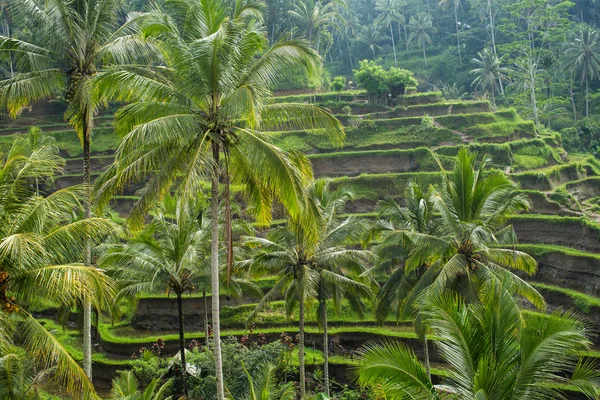 Campos de arroz, Ubud, Bali — Foto de Stock
