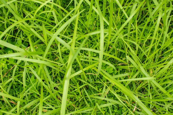 Rumput hijau pada latar belakang hijau — Stok Foto
