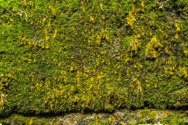 Taş duvar ile yeşil alan. Doku