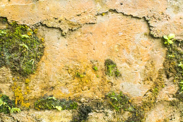 녹지와 돌 벽입니다. 텍스처 — 스톡 사진