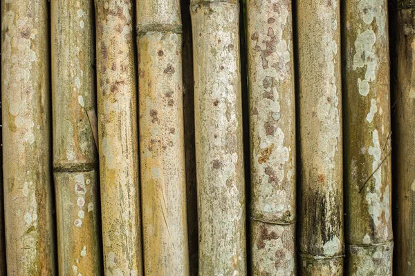 Pared de bambú. La textura del bambú viejo — Foto de Stock