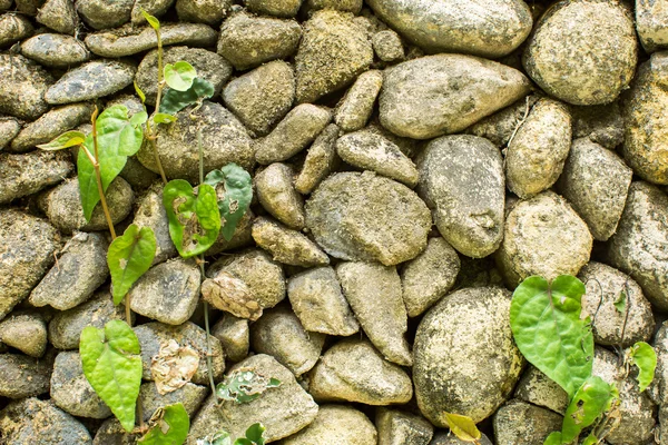 Kamiennym murem z zielenią. Tekstura — Zdjęcie stockowe