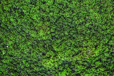 Taş duvar ile yeşil alan. Doku doğa