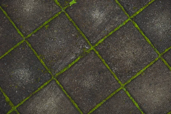 Stone wall with greenery. Nature Texture — Stock Photo, Image