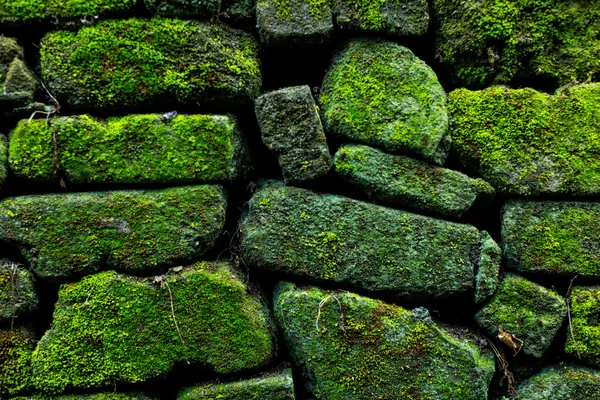 Muro di pietra con verde. Texture della natura — Foto Stock