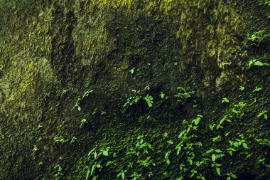 Doku doğa. Taş duvar yeşillik ile