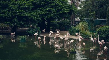Flamingo Hong Kong ortasında ile Park