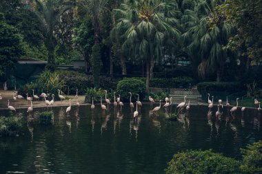 Flamingo Hong Kong ortasında ile Park