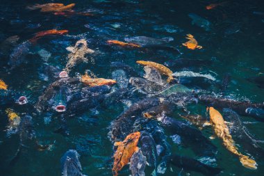 Doğal arka plan. Renkli balık ile göl