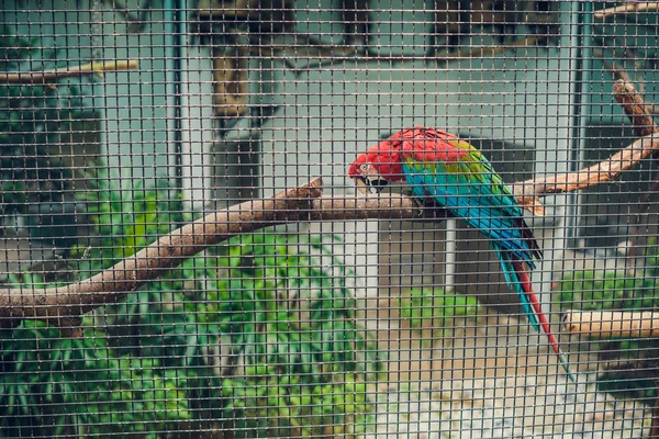 Red and green macaw in zoo — Stock Photo, Image