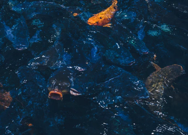 Sfondo naturale. Lago con pesci colorati — Foto Stock