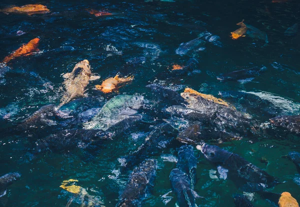 Sfondo naturale. Lago con pesci colorati — Foto Stock