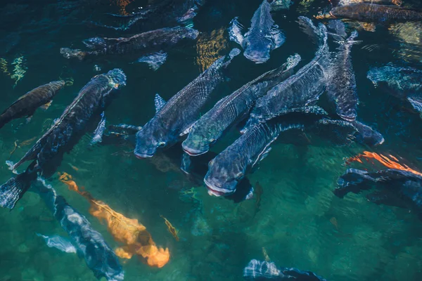 Sfondo naturale. Lago con pesci colorati — Foto Stock