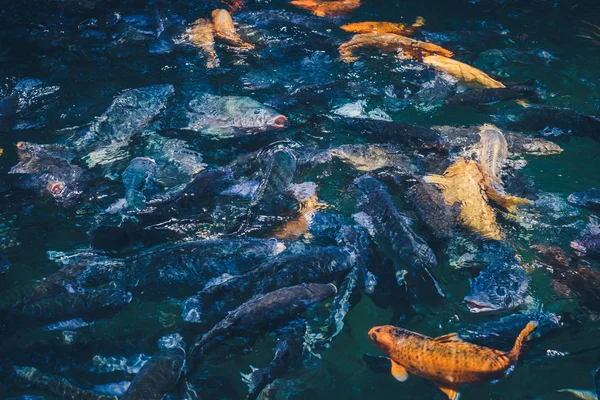 Sfondo naturale. Lago con pesci colorati — Foto Stock
