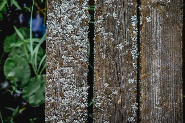 Tableros viejos y desgastados con musgo sobre hierba — Foto de Stock