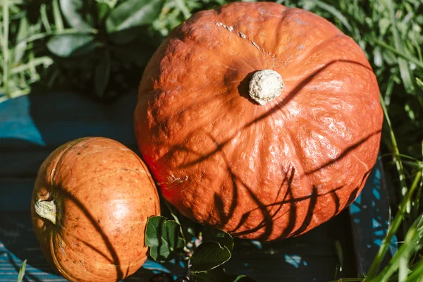 Citrouille aux feuilles d'automne dans l'herbe — Photo