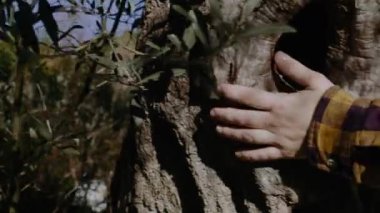 Kadın eli zeytin ağacına dokundu. Ahenk Sakinleşmesi. Dünya Yeşil Gezegeni kurtar .